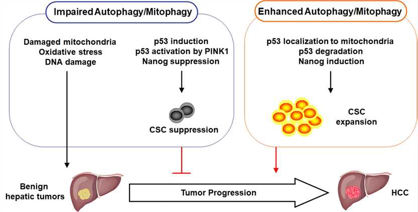 Illustration of the roles of p53 in hepatocarcinogenesis.