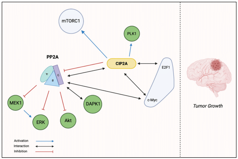 Mechanisms known to regulate CIP2A expression in human cancers. 