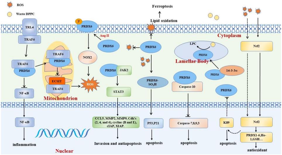 Fig.1 PRDX6 function. (Jia, Chunling and Bo, 2023)
