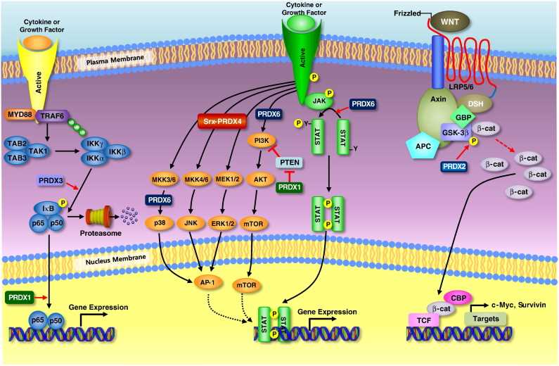 Signaling pathway related to cancer development.
