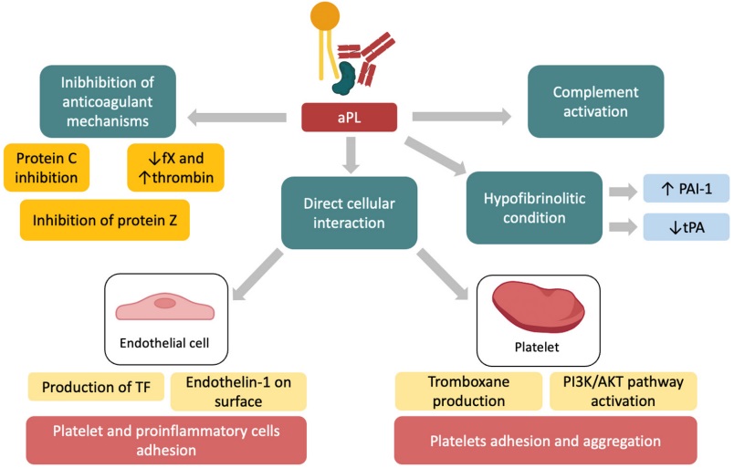 Fig.1 The relationship between aPL antibodies and thrombosis. (D’Ippolito, et al., 2023)