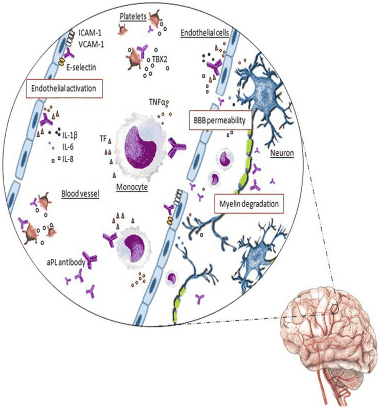 Fig.2 The aPL antibodies-mediated neurological damage. (D’Angelo, et al., 2019)