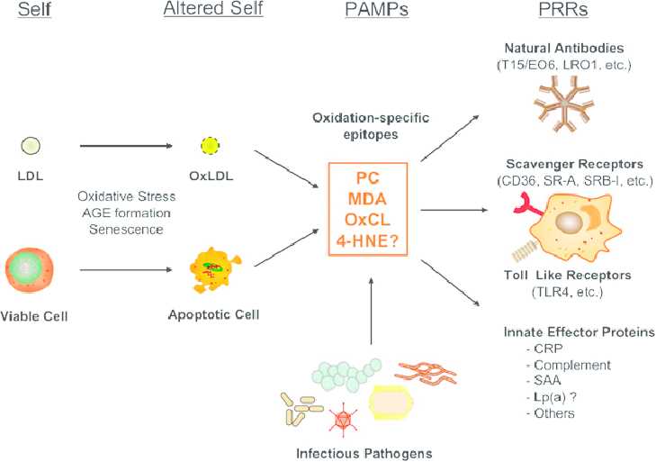 Oxidation-specific epitopes are a class of pathogen associated molecular patterns.