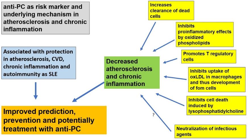 Fig.2 Role of anti-PC antibodies in atherosclerosis. (Frostegård, 2023)