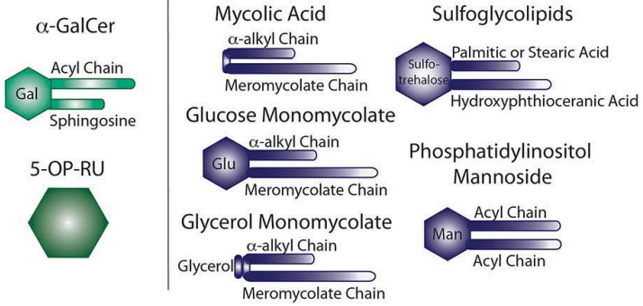 Fig.1 The composition of sulfoglycolipids. (James and Chetan, 2020)