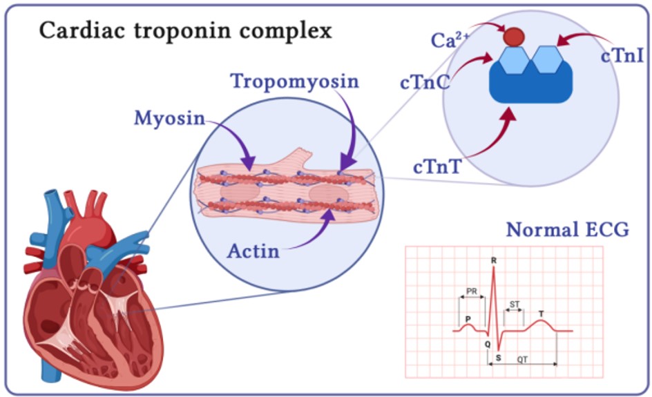Fig.1 The composition of cardiac troponin complexes and their respective roles. (Procopio, et al., 2022)