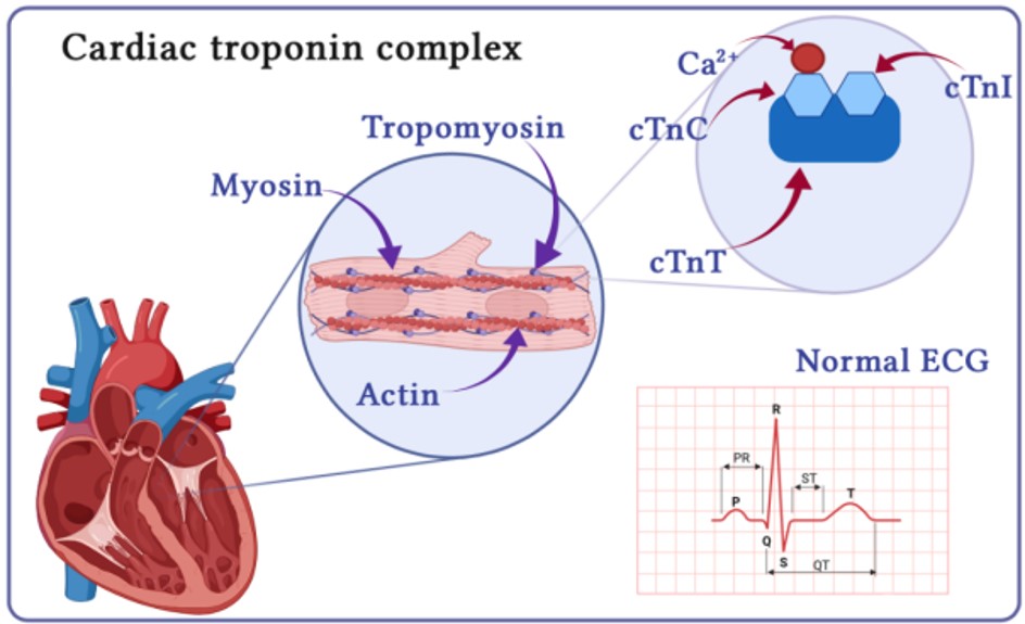 Cardiac troponin complex: troponin T anchors the complex to the underlying thin filament via tropomyosin.