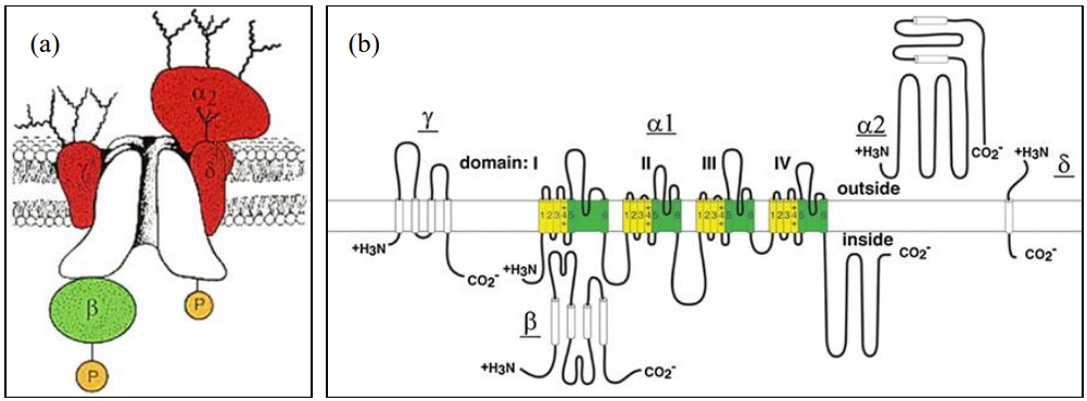 Fig.1 General structure of VGCC. (Pringos, et al., 2011)