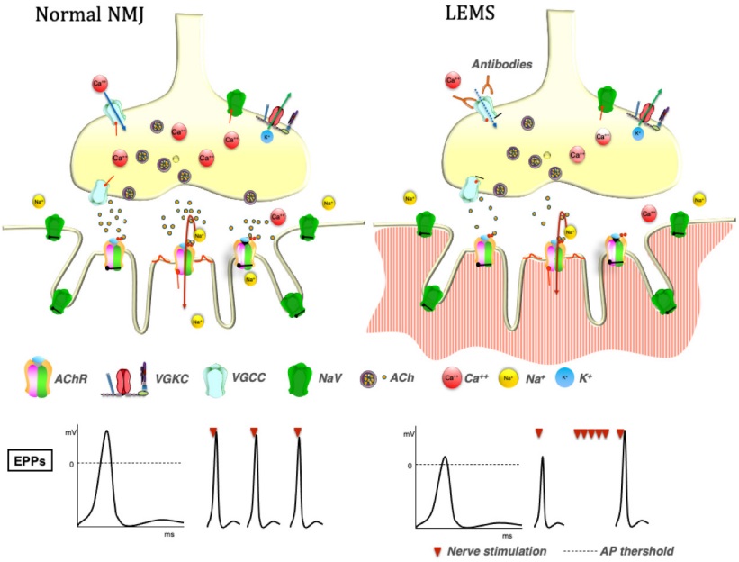 Pathophysiology of LEMS and effects of symptomatic treatment