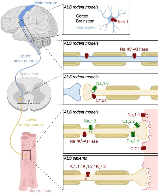 Fig.3 Ion channel alterations in ALS mouse models and patients. (Stringer and Norbert, 2023)