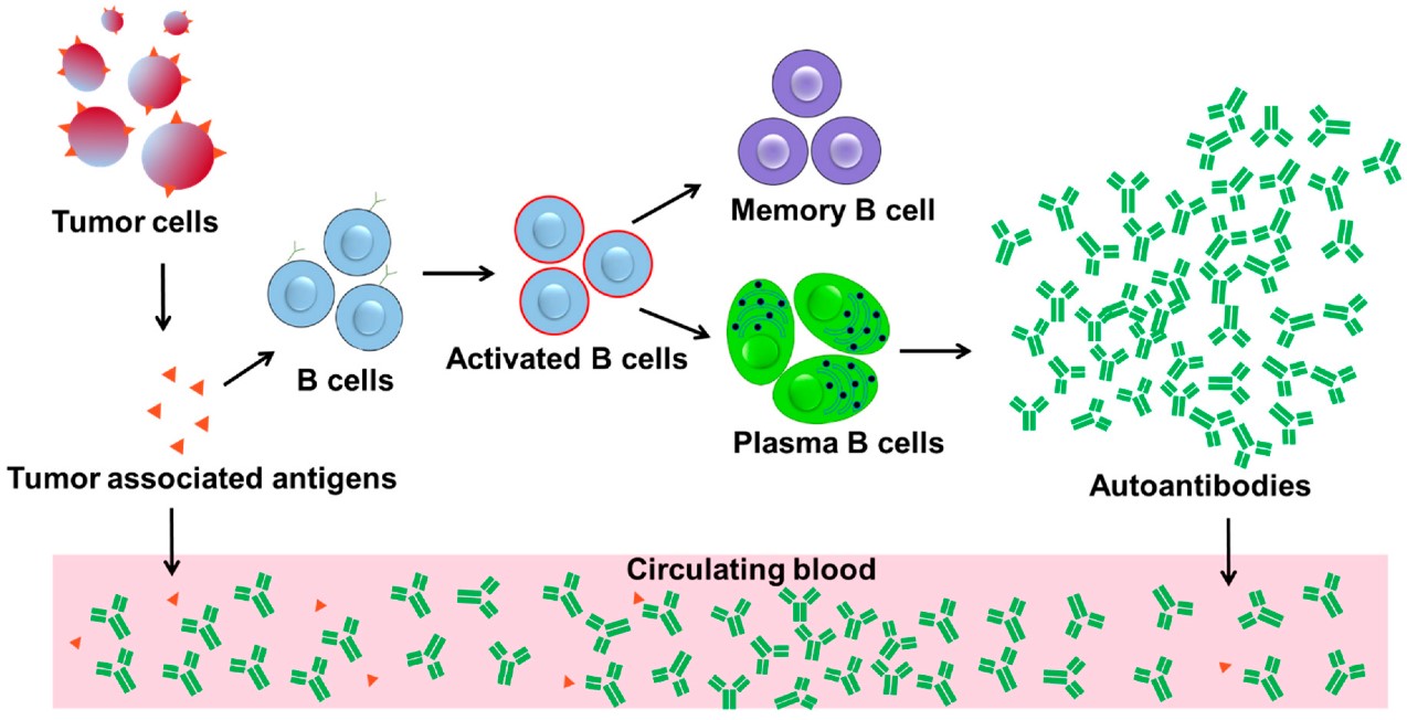 Schematic diagram of autoantibody production and amplification by antigen stimulation.