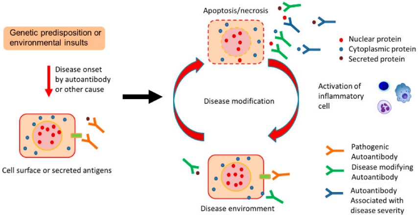 Fig.2 Hypothesized role of natural autoantibodies in long-term lung conditions. (Fukushima, et al., 2020)