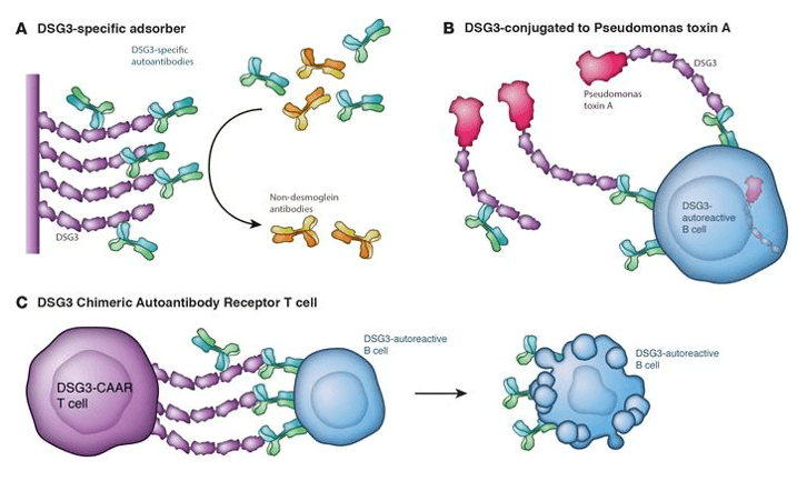 Autoantigen-based targeted therapies in pemphigus.