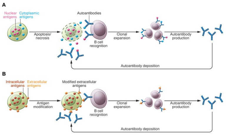 Mechanisms for autoantibody production: apoptosis, antigen modification, and cross-reactivity.