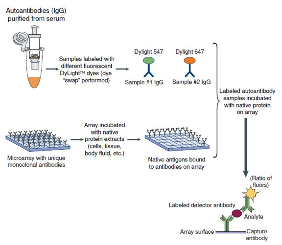 A detailed representation of ‘reverse capture’ autoantibody microarray. Based on the platform of ELISA, this method uses an antibody microarray to capture native antigens. Autoantibody reactivity is then evaluated by differentially labeling patient IgG and incubating these antibodies with the native antigens that are immobilized on the antibody microarray. 