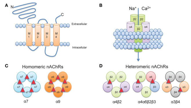  Neuronal nAChR structure. 