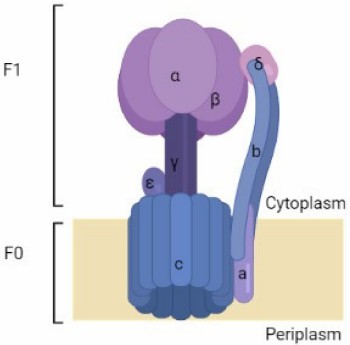 Fig.1 ATP synthase complex structure. (Mackieh, et al., 2023)