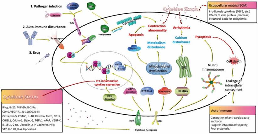 Fig.2 The role of auto-immune in fulminant myocarditis. (Hang, et al., 2020)