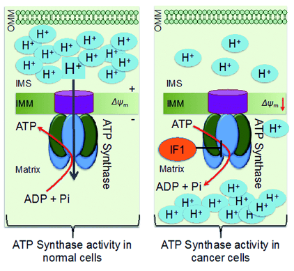 Schematic representation of differences in ATP synthase in normal and cancer cell mitochondria.