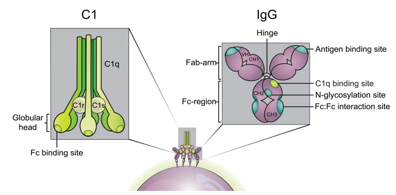 Schematic representation of human IgG (top right), human C1q (top left), and illustration of IgG hexamerization after antigen binding to cells, generating an optimal docking site for C1q (bottom).