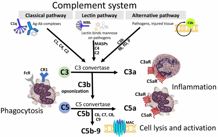 Fig.1 Importance of C3 in the complement system. (Girardi, et al., 2020)