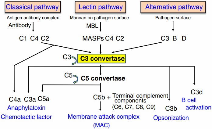 Fig.1 The complement cascade is activated by binding of the C1 complex to the Fc stem of antibodies that form a complex with antigens. (Horiuchi and Hiroshi, 2016)