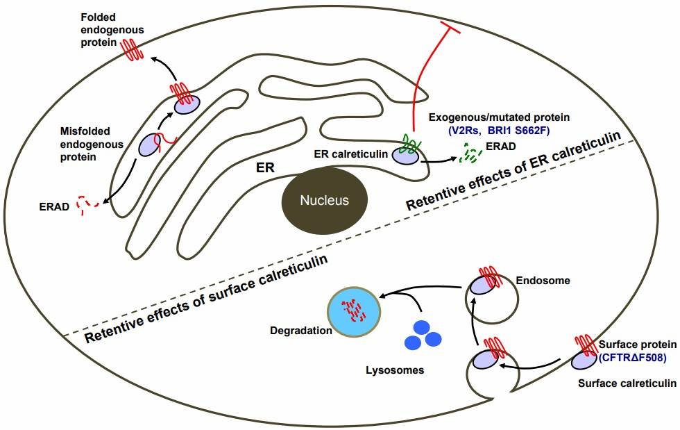 Fig.1 Mechanisms of calreticulin-mediated suppression of cell surface protein localization. (Jiang, et al., 2014)