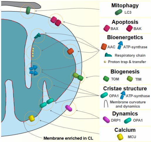 Fig.1 Main processes and proteins regulated by cardiolipin. (Prola and Fanny, 2022)