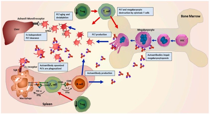 Fig.3 The pathophysiology of ITP, showing the participation of various immune cells. (Singh, et al., 2021)
