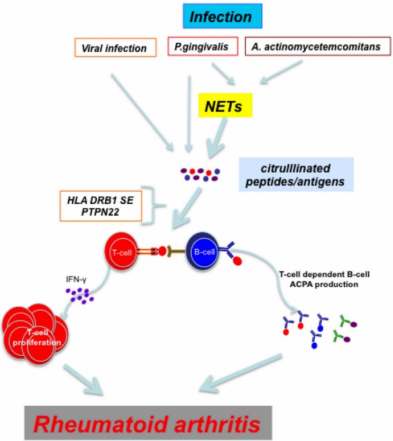 Fig.1 Role of ACPA in the development of rheumatoid arthritis. (Sakkas, et al., 2017)