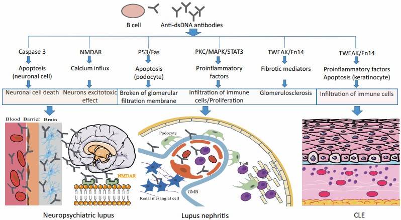 Fig.1 The pathogenic mechanism of anti-dsDNA antibodies in SLE. (Wang, et al., 2022)