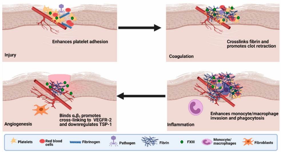 Fig.1 The roles of Factor XIII in wound healing. (Alshehri, et al., 2021)