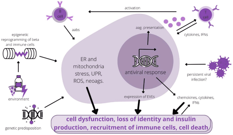 Basic mechanism of T1D inflammation.