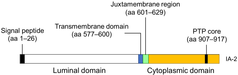 Fig.1 The IA-2 antigenic epitopes. (Kawasaki, 2023)