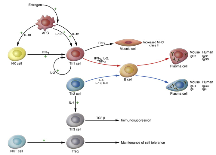  Cytokine network and cells involved in the pathogenesis and immunoregulation of MG. 