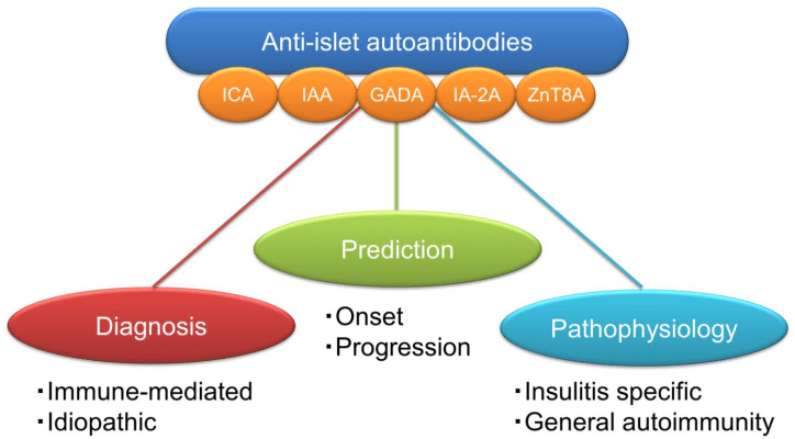 Fig.1 Applications of ICA in diabetes. (Kawasaki, 2023)