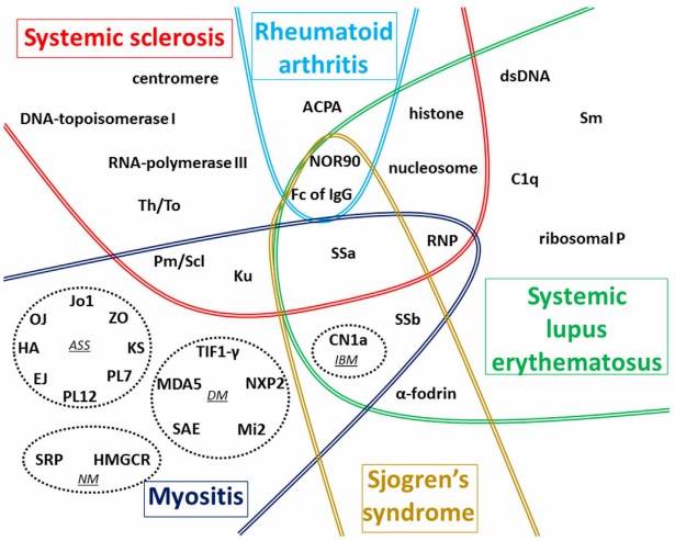 Fig.1 A comprehensive view of autoantigens targeted by autoantibody in SLE, SS, and other diseases. (Didier, et al., 2018)