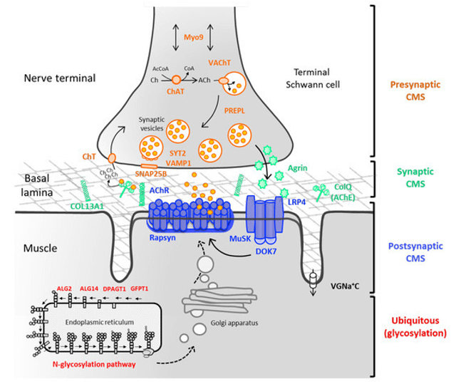 Schematic of the NMJ and the main molecules involved in congenital myasthenic syndromes.