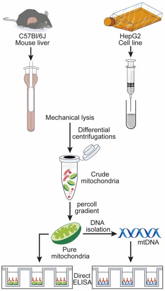 Fig.1 The antigen preparation and detection of AMA. (Becker, et al., 2019)