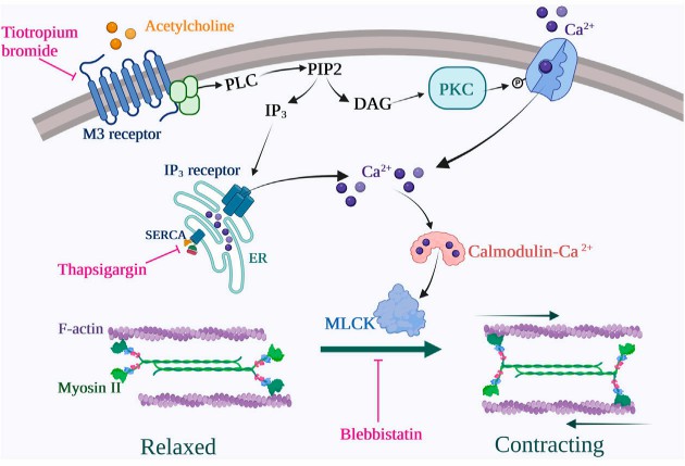 Fig.1 The role of M3R in the COPD fibrocytes signalling pathway stimulated with cholinergic/muscarinic agonists. (Henrot, et al., 2022)