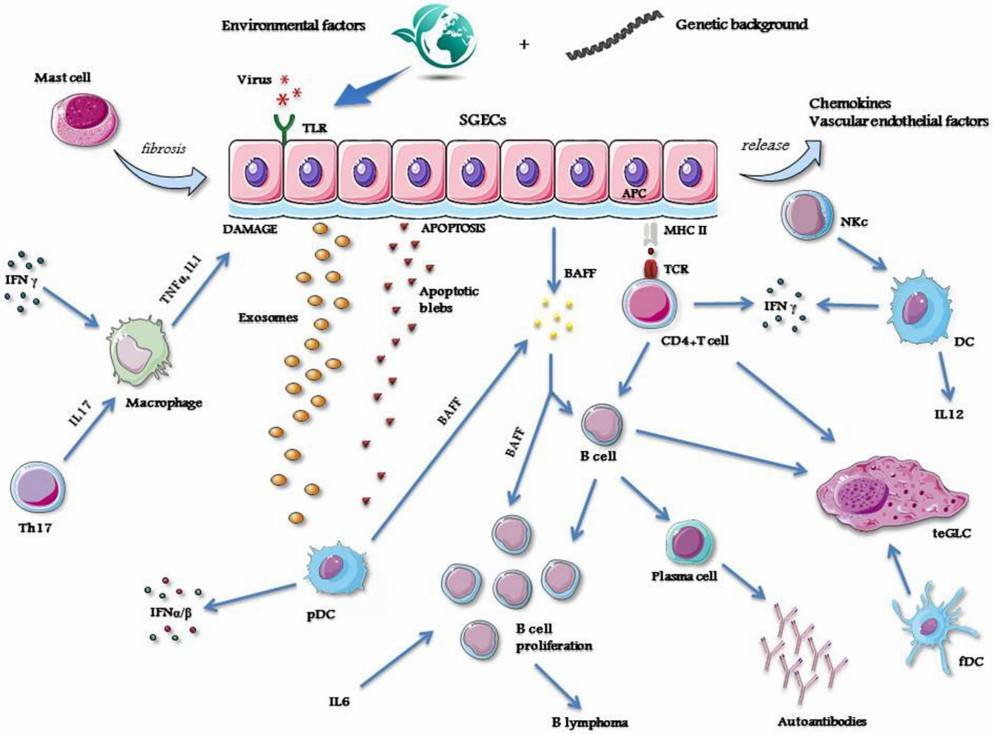 Fig.2 The production of autoantibodies in primary Sjögren's syndrome. (Vitali, et al., 2021)