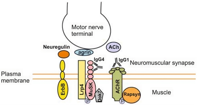 Fig.1 Agrin induces the binding of MuSK-autoantibodies and AChR at the neuromuscular synapse. (Rostedt, 2011)