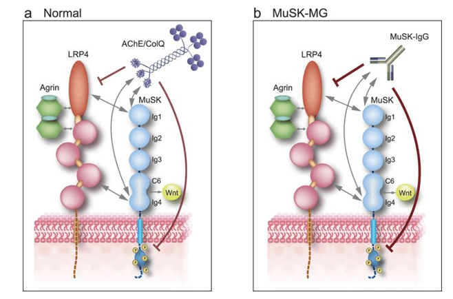 Schematics of MuSK-LRP4 interaction that is blocked by AChE/ColQ complex and MuSK-IgG. 