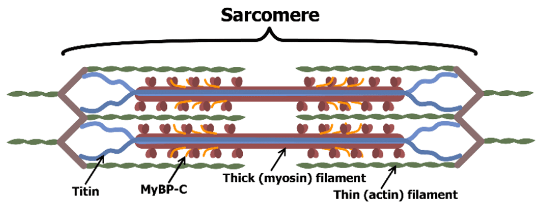 Fig.1 Muscle sarcomere structure, with thick and thin filaments. (Bobyleva, et al., 2021)