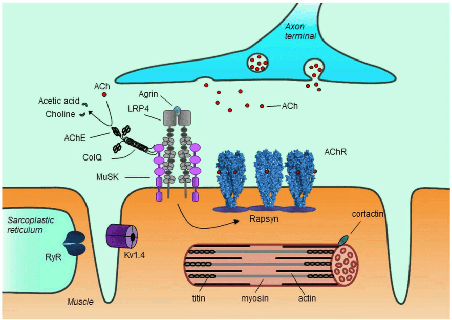 Fig.2 The myofibrillar proteins in MG. (Lazaridis and Socrates, 2020)