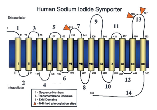  Schematic model of the human sodium iodide symporter.