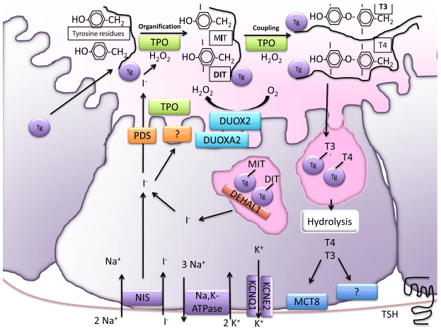Fig.1 Iodide transport in the thyroid gland. (Pesce and Peter, 2014)