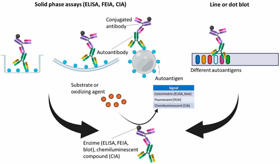 Fig.1 Screening and confirmation methods for autoantibody detection. (Irure-Ventura and Marcos, 2022)