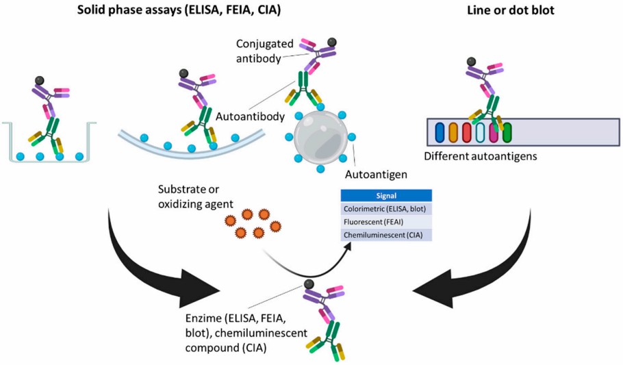 Fig.1 Screening and confirmation methods for autoantibody detection. (Irure-Ventura and Marcos, 2022)