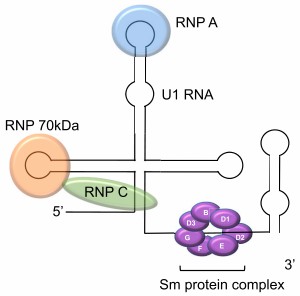 Fig.1 Anti-Sm/U1-RNP autoantibodies recognize RNP. (van and Marco, 2022)